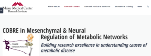 Mesenchymal and Neural Regulation of Metabolic Networks