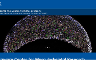 Delaware Center for Musculoskeletal Research